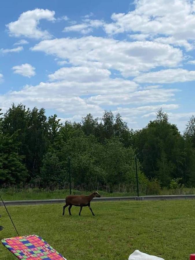 Zerkowice Gosp. Agroturystyczne Stary Gajヴィラ エクステリア 写真