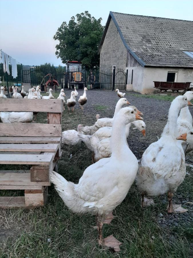 Zerkowice Gosp. Agroturystyczne Stary Gajヴィラ エクステリア 写真